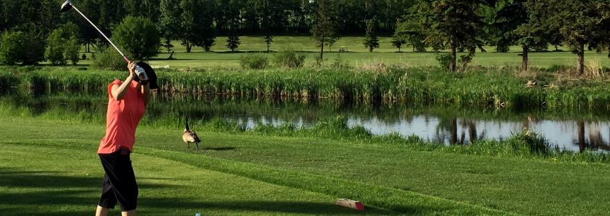 The resident goose keeps a close eye on Sunny's tee shot during a round a J.R. Golf Club near St. Albert.