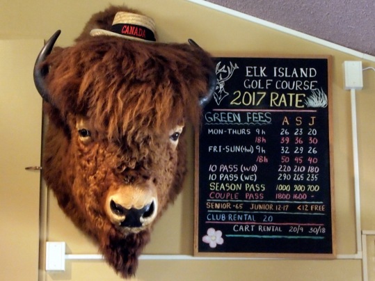 After you enter the park from Highway 16, there is a short "Bison Loop" where you might see the buffalo roaming. We haven't seen any there yet. But there is this cheerful fellow in the clubhouse.